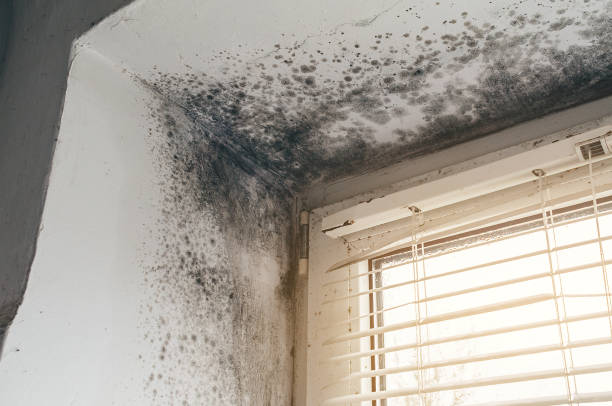 Affordable Mold Cleanup solutions in Doylestown, PA
