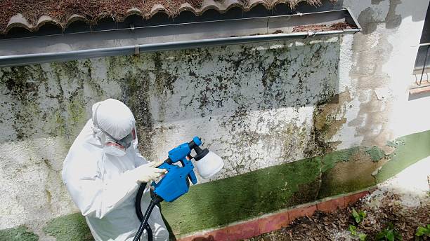 Top rated local Mold Cleanup specialists in Doylestown, PA